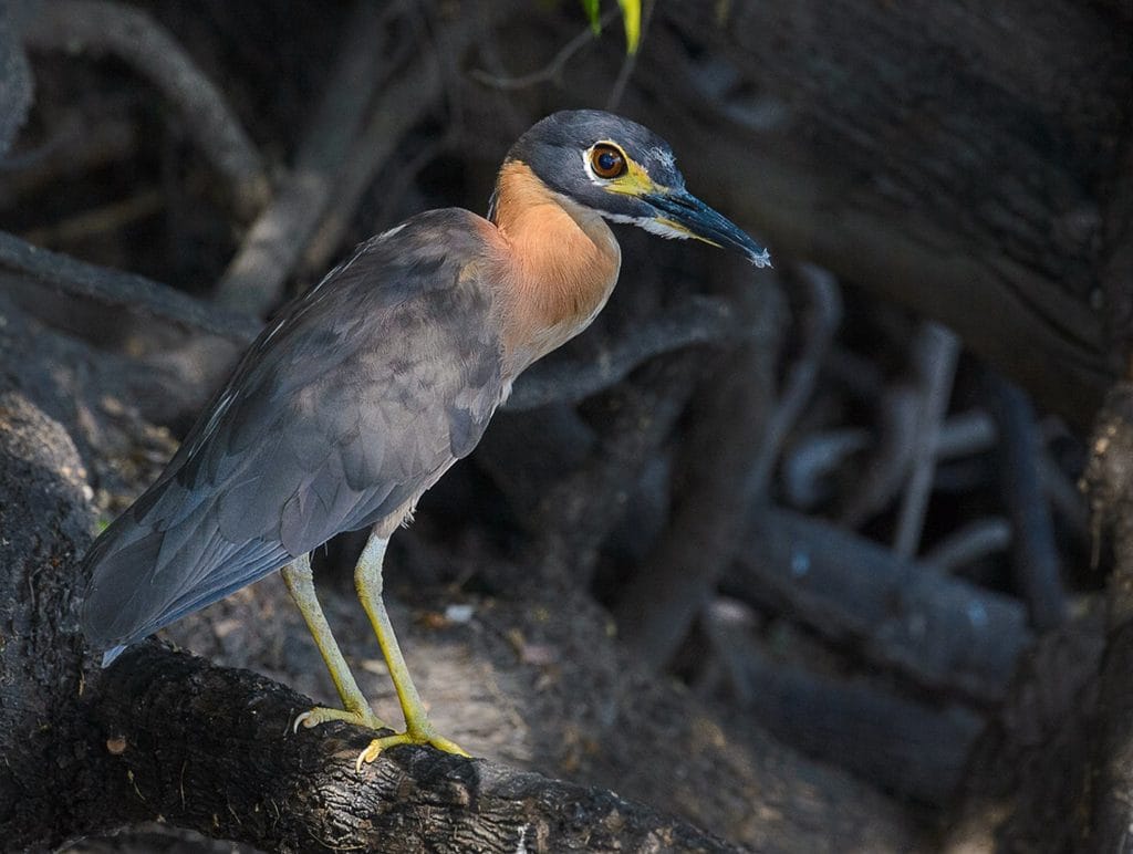 White Backed Night Heron - M Froneman White backed night heron spotted at Xaro Lodge