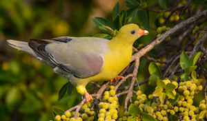 African Green Pigeon ©Albert Froneman