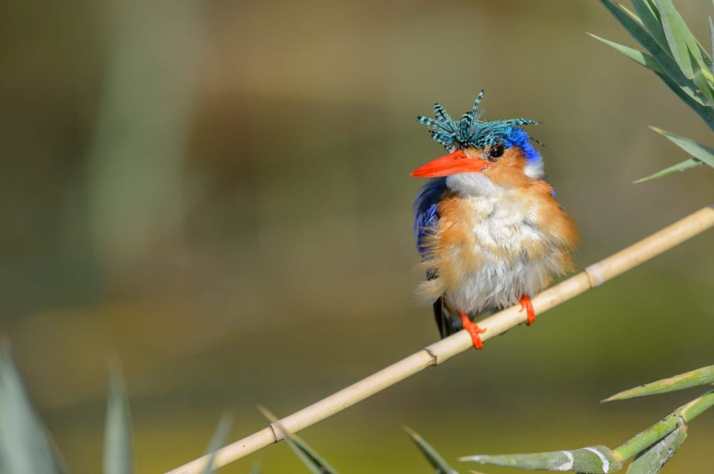 Malachite Kingfisher - A Froneman Malachite Kingfisher sighted at Xaro Lodge whilst on a birding trip