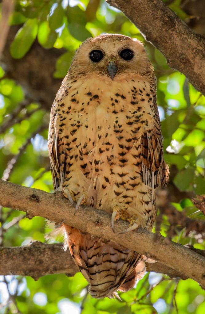 Pel's Fishing Owl - A Froneman Xaro Lodge's resident Pel's Fishing Owl