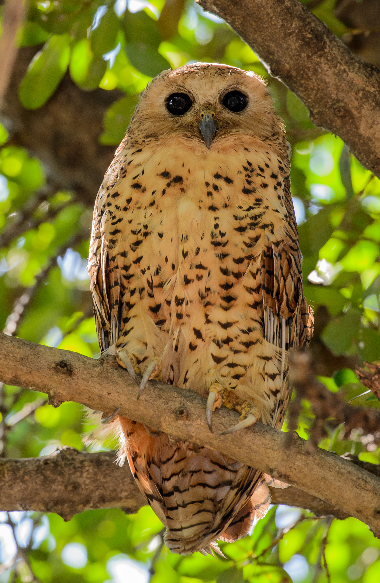 Pel's Fishing Owl ©Albert Froneman