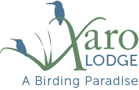 Xaro Lodge
