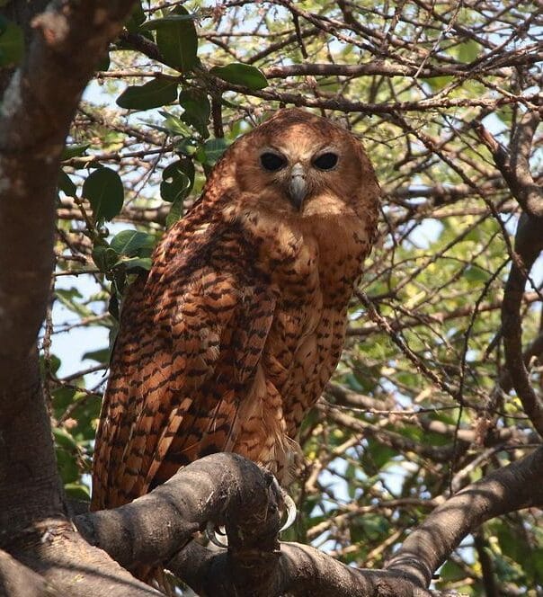 Pel's Fishing Owl ©Joshua Tough