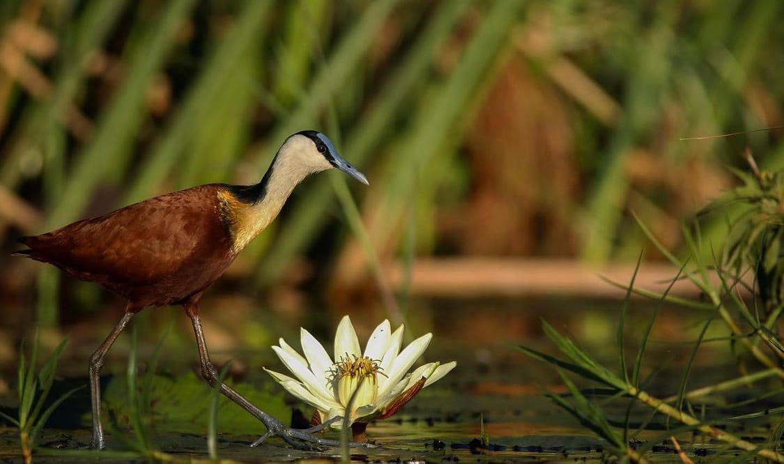 African Jacana ©Joshua Tough