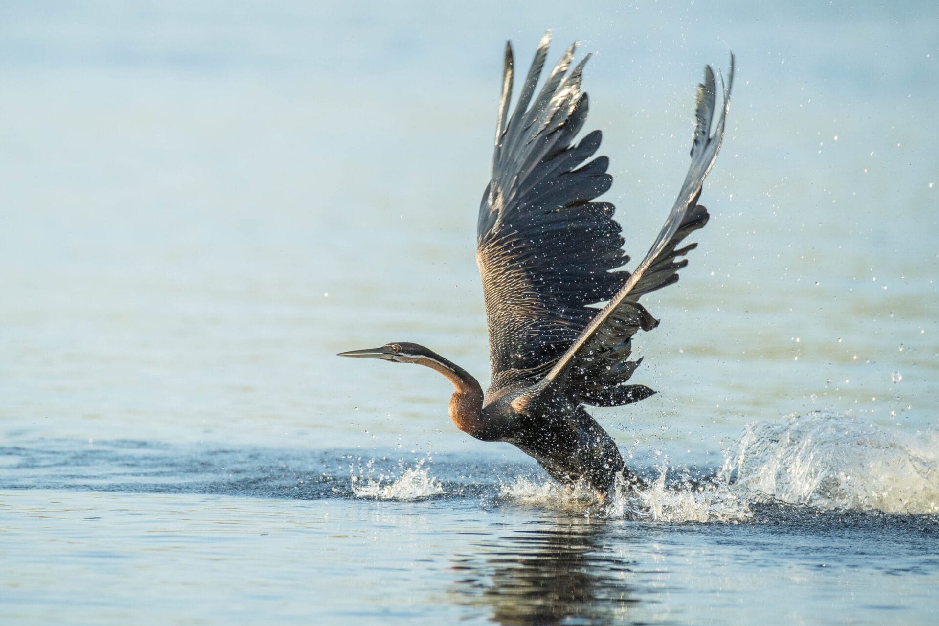 African Darter © James Gifford