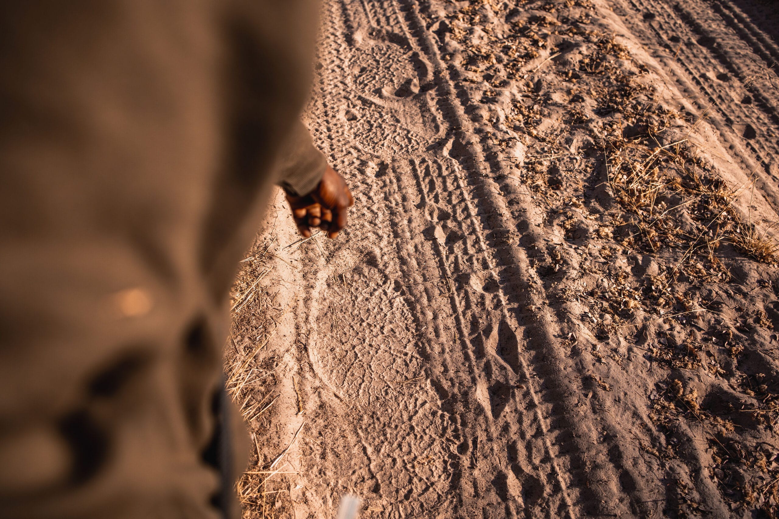 Bush Walk with Elephant Tracks © James Hughes